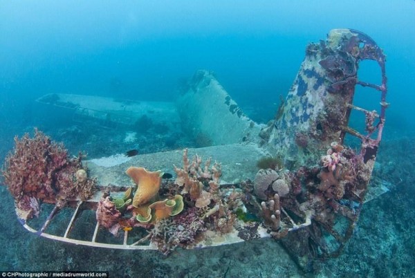 太平洋海底发现二战"地狱猫"战机 保存完好(图)
