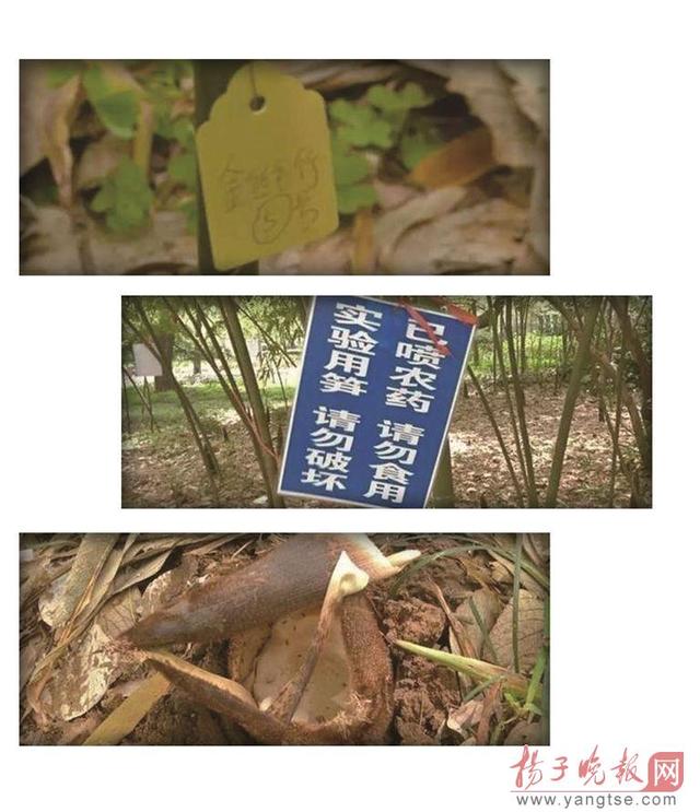 南京一高校竹笋实验多年未完 因竹笋被偷挖(组图)
