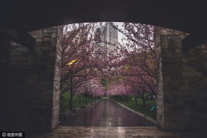 "上海最美50米" 路旁樱花雨后绽放(组图)