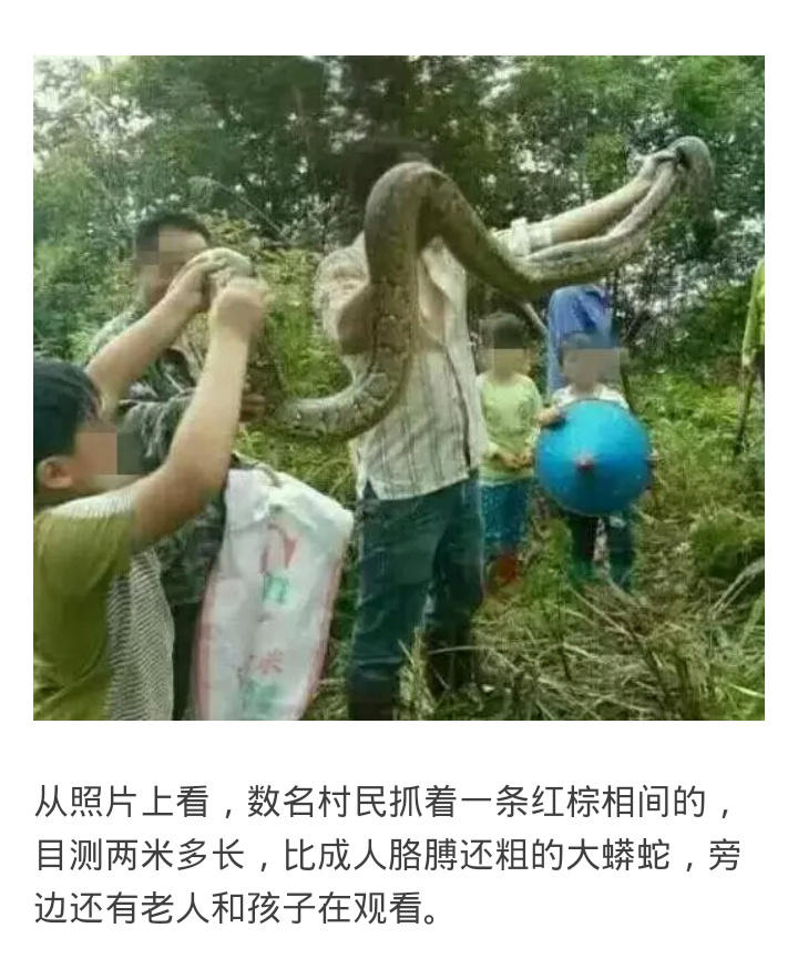 广西两兄弟抓野生大蟒炖汤晒照,报应来了(组图)