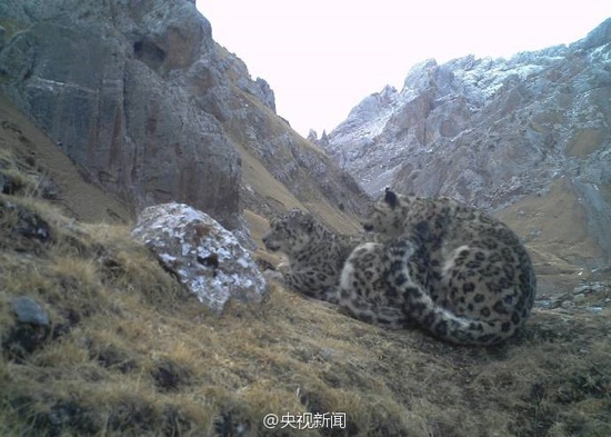 科研人员首次拍到野生雪豹求偶交配画面(组图)