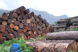 中国红木家具,东南亚森林的血腥浩劫(组图)