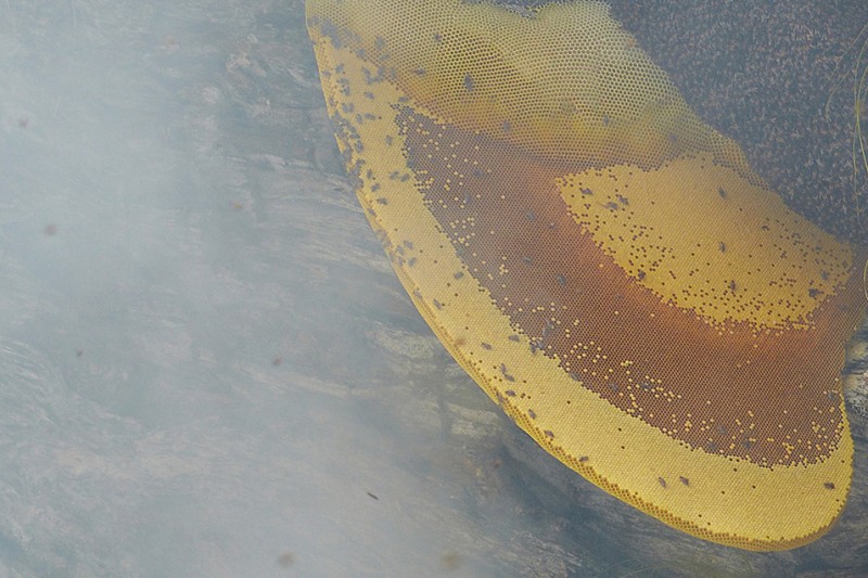 悬崖摄影:用生命采蜜,被世界最大蜜蜂蛰爆(高清)