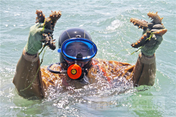 探秘海底“捕参者”:月挣三万 下水流鼻血(组图)