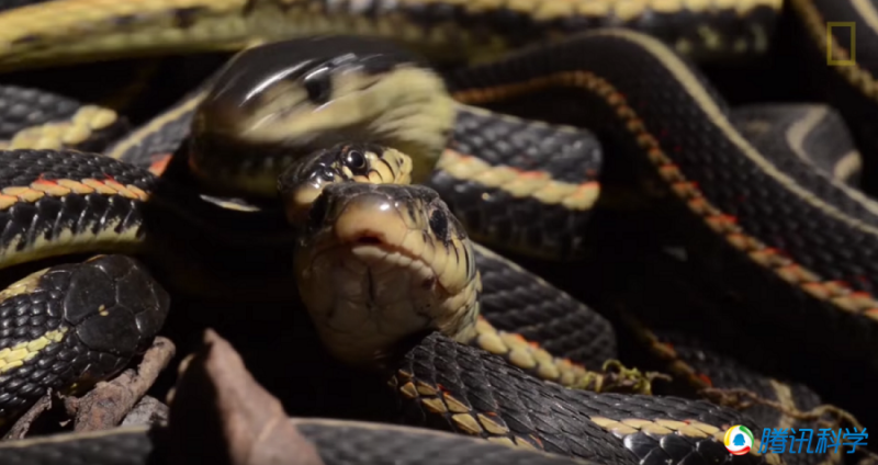 胆小莫入:加拿大现世界上最大群蛇乱舞景象(图)