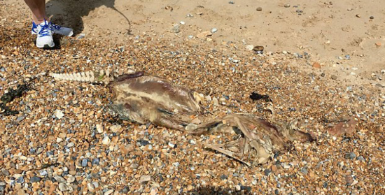 海滩惊现神秘兽骨 竟拥有类似人类脊柱和鳄鱼身