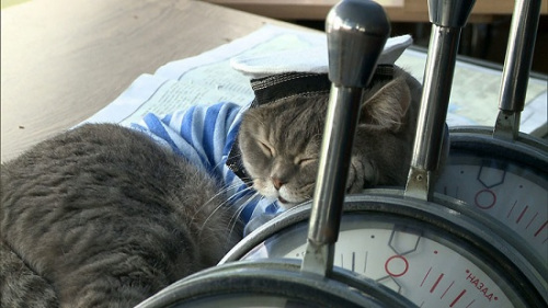俄罗斯猫船长:有制服有下属 尽职尽责人气高