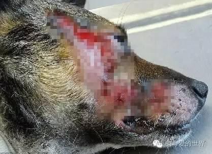 他们6年前收养了一只狗狗，没想到它会这样报恩