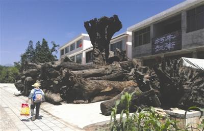 疯狂的金丝楠木:千万一根到没人要 交易地生野草