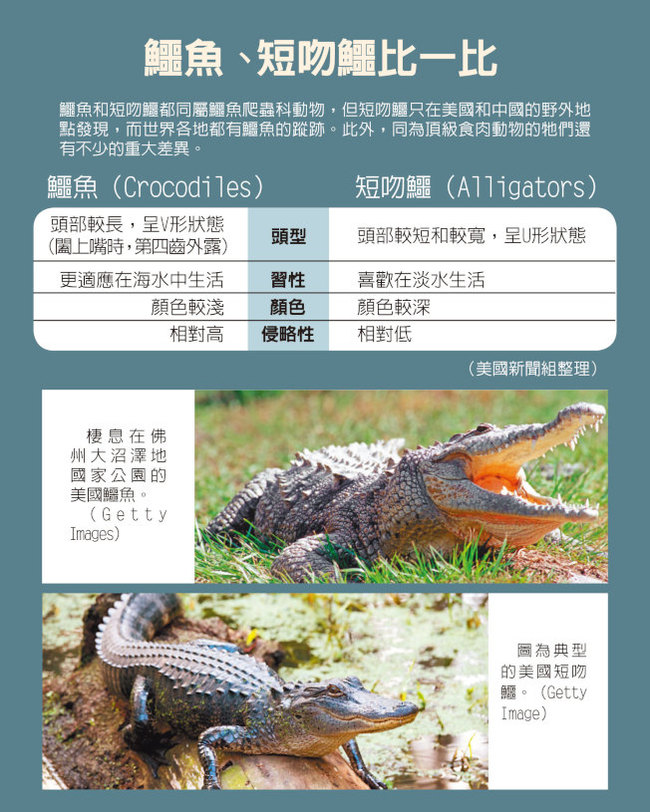 让人心痛!佛州被鳄鱼拖走男童死因披露(图)