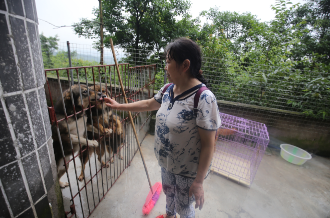 百万富婆收养流浪狗耗尽家财 丈夫离婚儿子崩溃