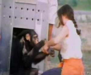 美国：这只黑猩猩一把抱住20年前的恩人(组图)