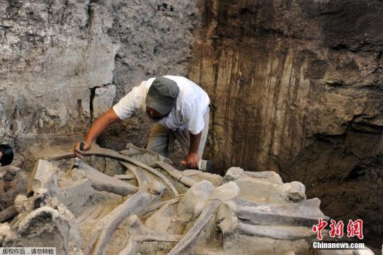 墨西哥猛犸象化石现形 专家称距今1万多年(图)