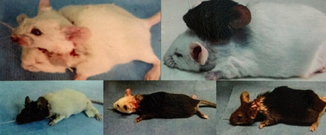 为瘫痪者换身体,中国医学的突破还是疯狂?(图)