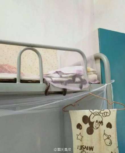 男大学生与蛇睡了一夜 网友调侃:千年修得共枕眠