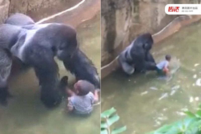 动物园惊魂事件 到底该先救谁?(高清组图)