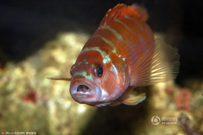 任性!巴拿马奇特鱼类为产卵一天变性20次 (组图)