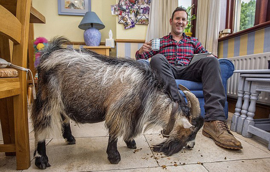 英国人民也是会玩,他们居然开始养山羊做宠物了