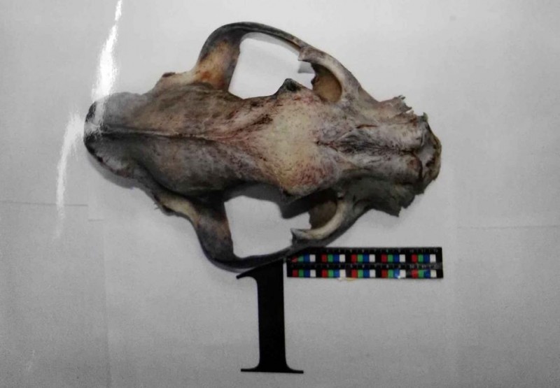 小伙携带价值48万虎骨入境 称为给父母治风湿(图)