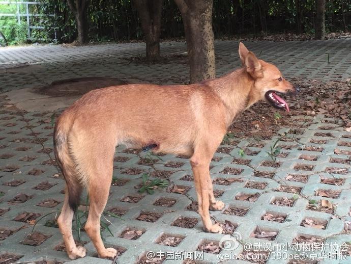 太残忍!大学校园流浪狗被人用箭射穿肚子(组图)