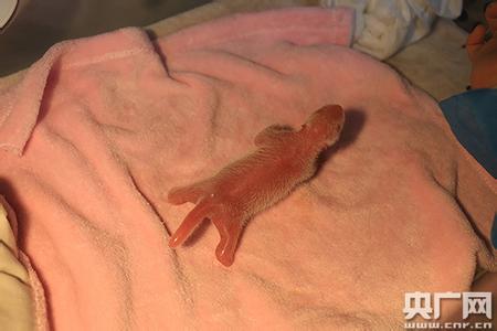 "最淡定"大熊猫妈妈: 生产前睡觉 睡醒再生娃(图)