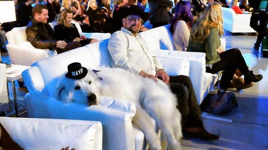 白熊犬连任美国小镇“市长” 对人友善人气高