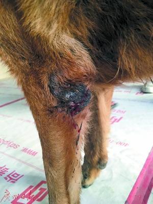 男子自称虐杀50多只狗 只因幼时曾被狗咬过(图)