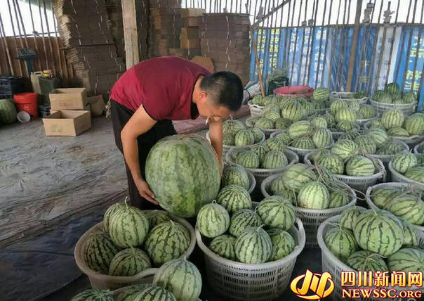 四川村民种出巨型西瓜：一个瓜103斤(图)
