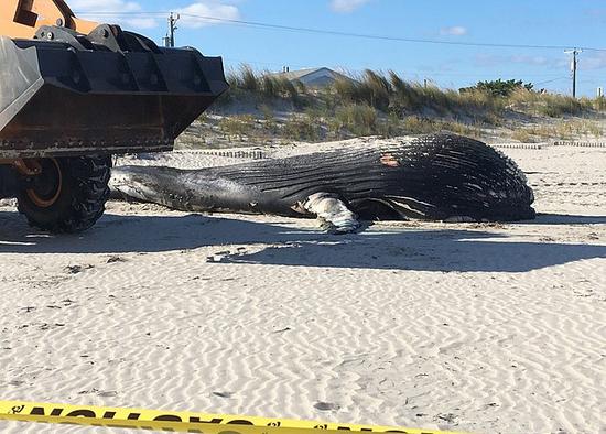 美国东海岸海滩惊现20吨重座头鲸尸体,死因不明
