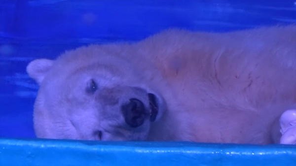 英媒:“世界最悲伤”北极熊将搬离中国(图)