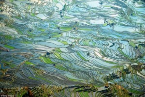 中国震撼美景:从漓江上的鸬鹚捕鱼到元阳梯田(图)