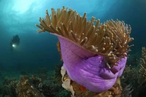 这里是火山下的海洋生物博物馆 蓝壁海峡(组图)