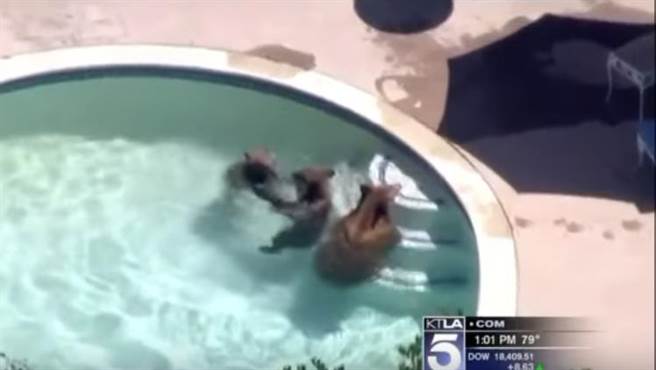 游泳池突然巨响!住户一看,哭笑不得(图/视频)