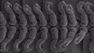 美加州现新品种千足虫 有4个生殖器官(图)