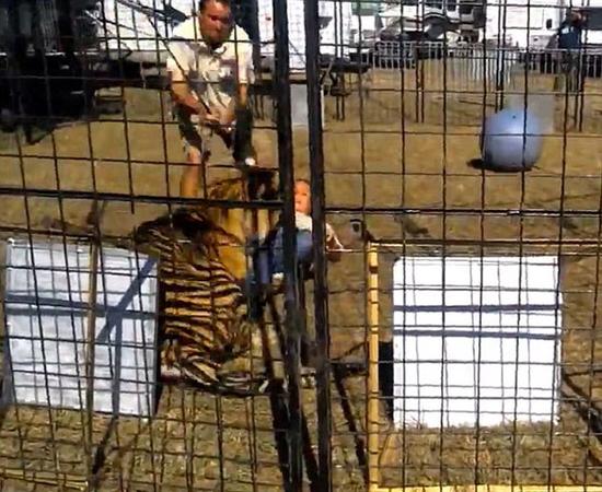 惊险!美国女驯兽师为孩子们表演时突遭老虎咬腿