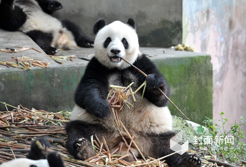 火爆:这是一组熊猫看人类的画面…(组图)