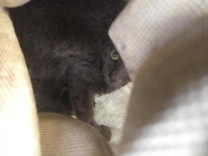 为救一只流浪猫 繁忙的纽约地铁停摆整整一小时