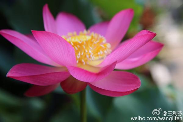 创业圈悼念张锐:他们如履薄冰,没有退路(图)