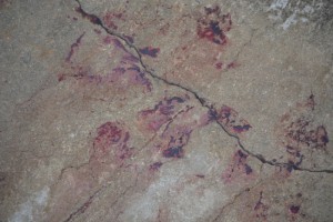 洛杉矶男尸确认系华人 水道血迹犹在 蜿蜒数十米