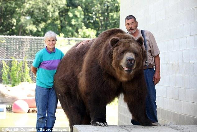在家养熊是啥体验?美国夫妇将家养11只熊当孩子