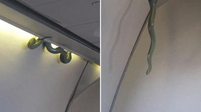 这不是惊悚电影!客舱惊见大蟒蛇 飞机紧急迫降