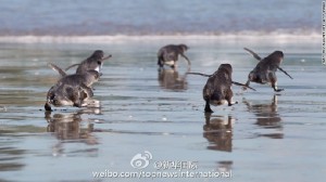 为让企鹅安全回家,这座城市专门修了地下通道(图)