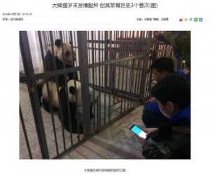 交配后又被人工受孕 四川熊猫生父不详？