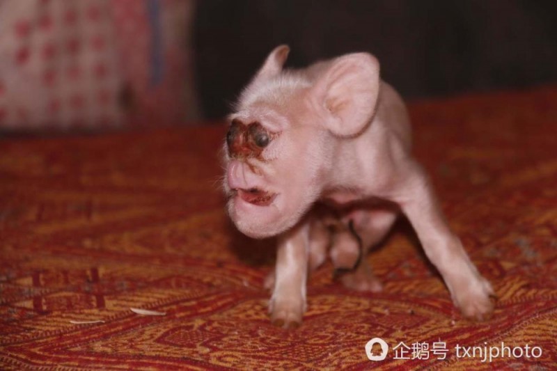世界之大无奇不有!母猪生“猴崽”长相吓人 (图)