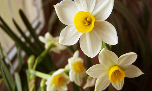 老太偷洋水仙包饺子给孙子吃 中毒后上门求赔偿