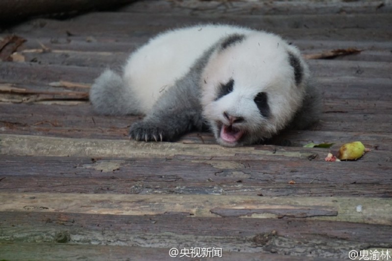 别睡了起来玩!游客砸醒熊猫宝宝被批缺德(组图)