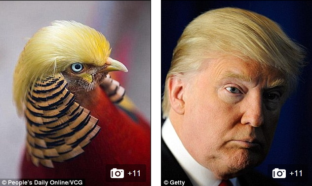 渔民捕获"特朗普鱼" 盘点与特朗普撞脸的动植物