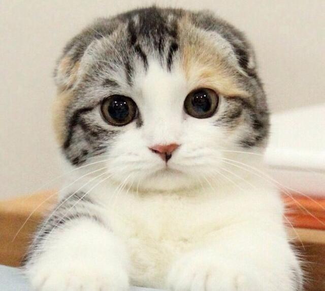 特朗普又被嫌弃了,这次是变成猫……(组图)