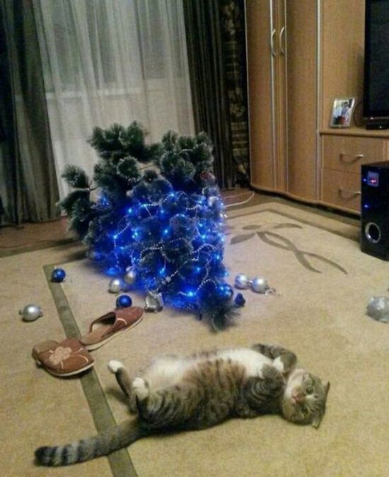 笑翻！宠物搞破坏 看主人如何绞尽脑汁守卫圣诞树