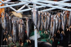 山东青岛：冬日渔港晾晒干鱼成一景(组图)